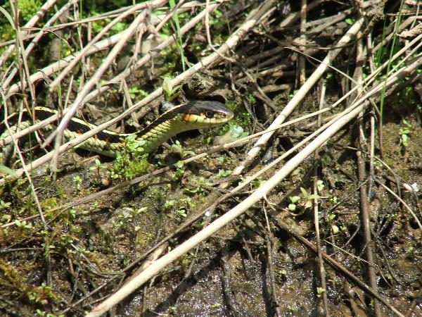 Photo of Thamnophis sirtalis by <a href="http://www.forestry.ubc.ca/resfor/afrf/">Alex Fraser Research Forest</a>